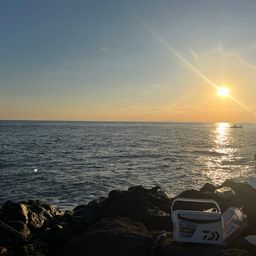 コシナガマグロ