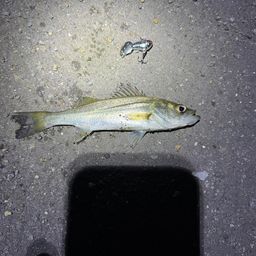 セイゴ（タイリクスズキ）