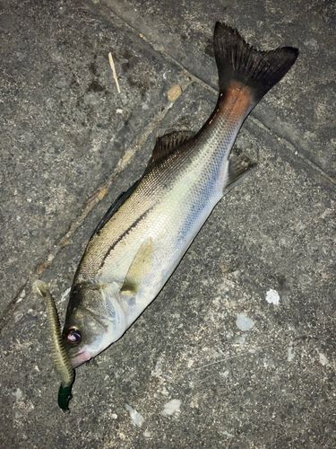 セイゴ（マルスズキ）の釣果