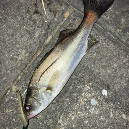 セイゴ（マルスズキ）