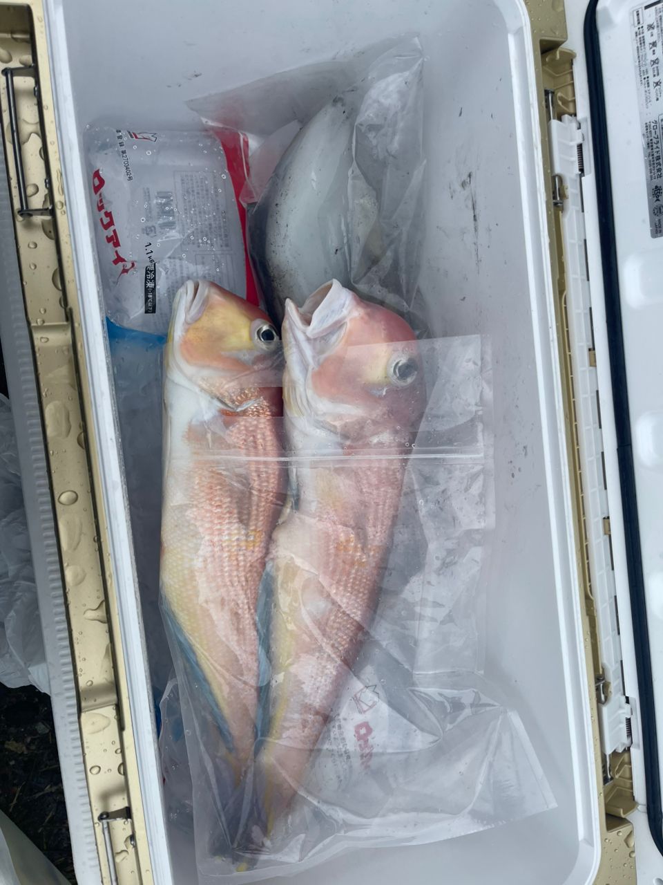 まにょん♪さんの釣果 3枚目の画像