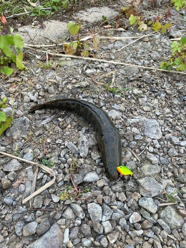 ライギョの釣果