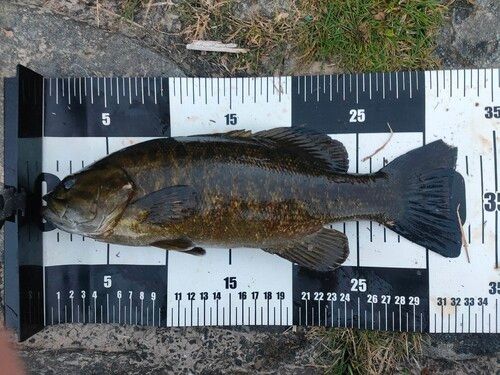 スモールマウスバスの釣果