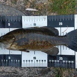 スモールマウスバス