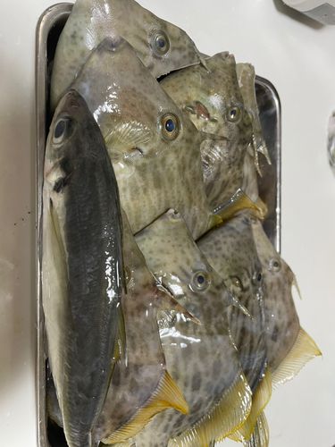 カワハギの釣果