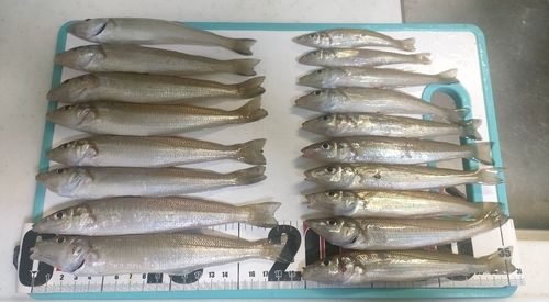 シロギスの釣果