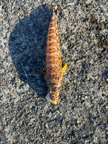 オグロトラギスの釣果