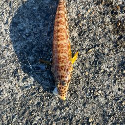 オグロトラギス