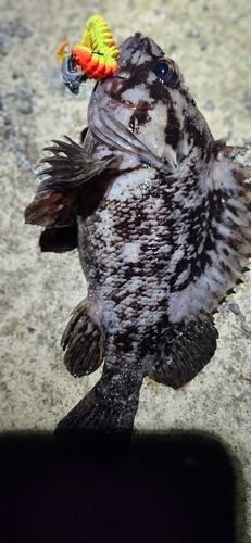 ムラソイの釣果