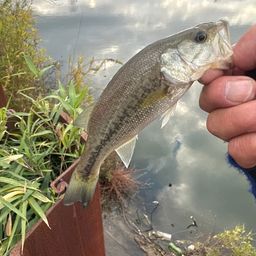 ラージマウスバス