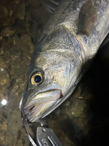 マルスズキの釣果