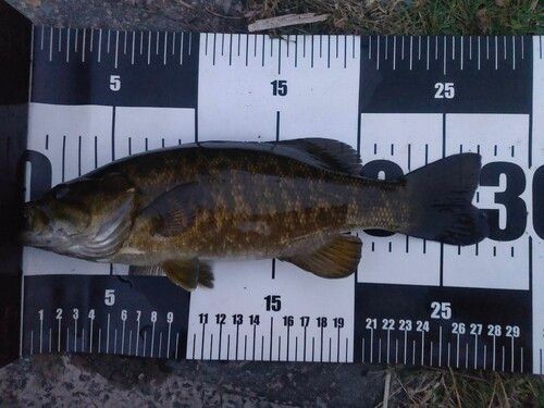 スモールマウスバスの釣果