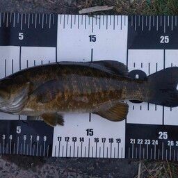 スモールマウスバス