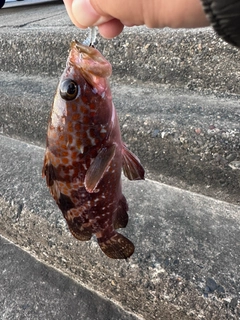 キジハタの釣果