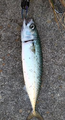 サバの釣果