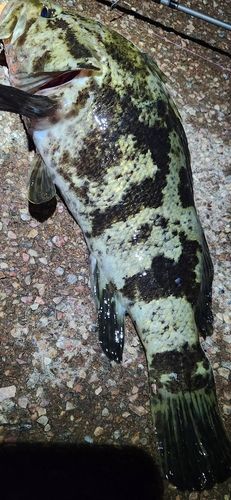 ベッコウゾイの釣果