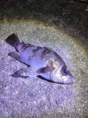 アカメバルの釣果