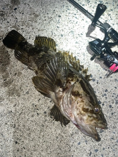 タケノコメバルの釣果