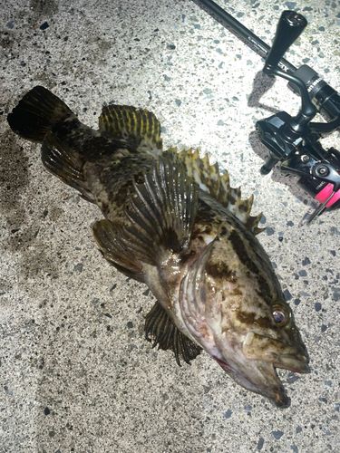 タケノコメバルの釣果