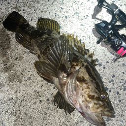 タケノコメバル