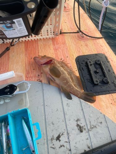 キジハタの釣果