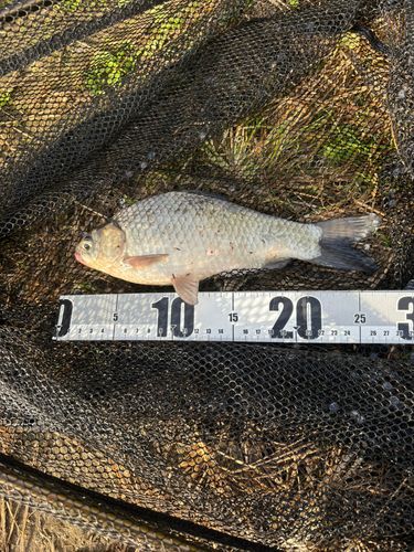 ヘラブナの釣果