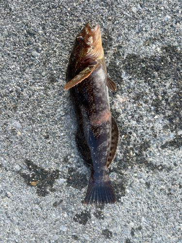 アイナメの釣果