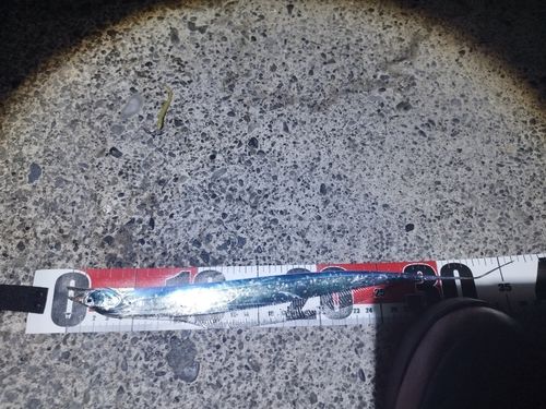 タチウオの釣果