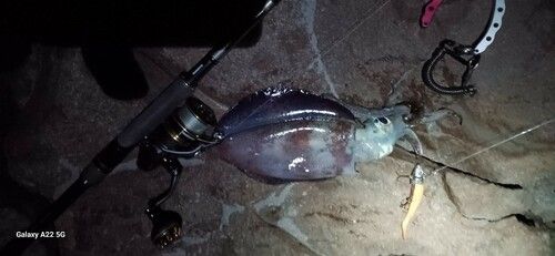 イカの釣果