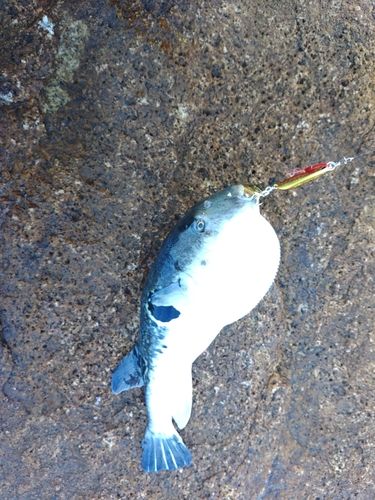 クサフグの釣果