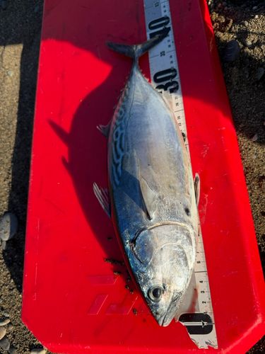 スマガツオの釣果