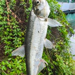 ラージマウスバス