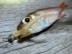 ネンブツダイの釣果