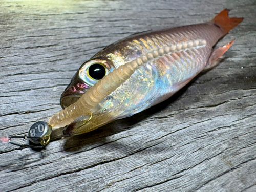 ネンブツダイの釣果