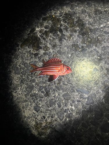 アヤメエビスの釣果