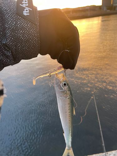 イワシの釣果