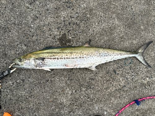 サワラの釣果
