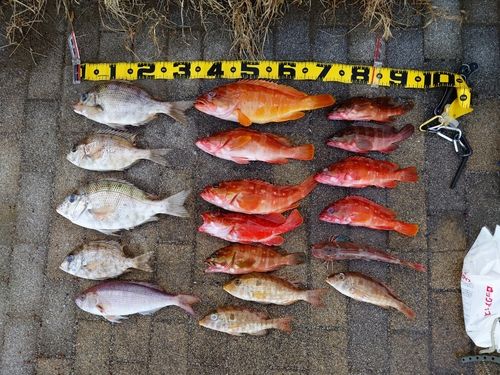 ホウボウの釣果