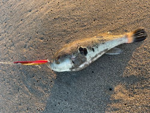 フグの釣果
