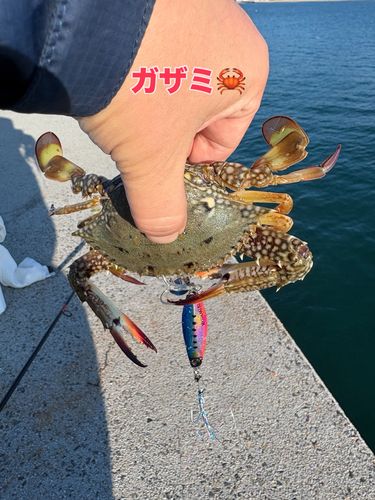 ガザミの釣果