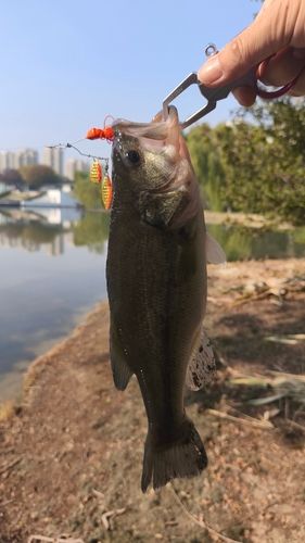 ラージマウスバスの釣果