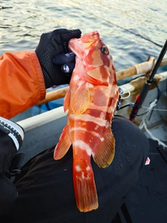 アカハタの釣果