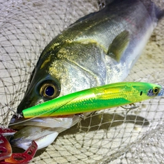 フッコ（マルスズキ）の釣果