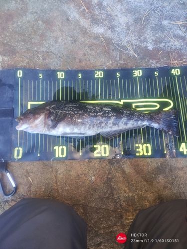 アイナメの釣果