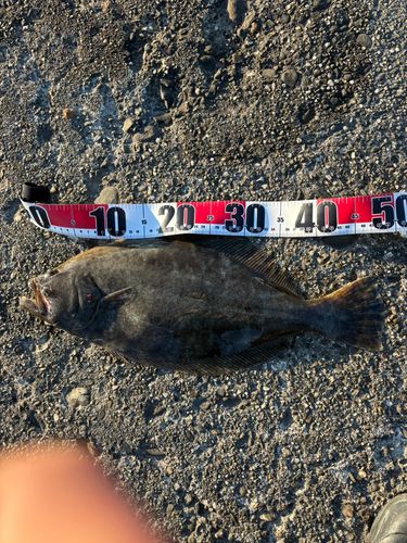 ヒラメの釣果