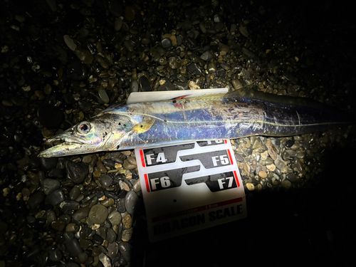 タチウオの釣果