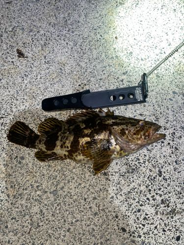 タケノコメバルの釣果