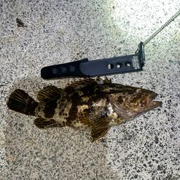 タケノコメバル