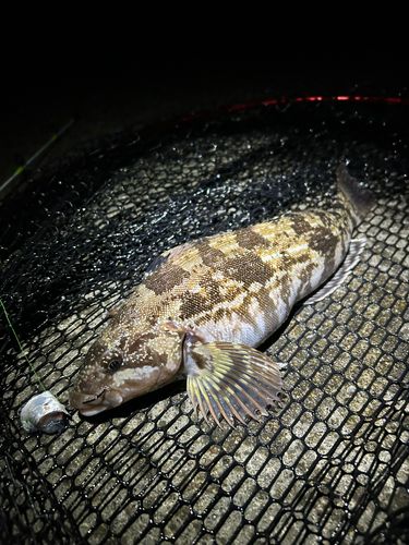 シマゾイの釣果