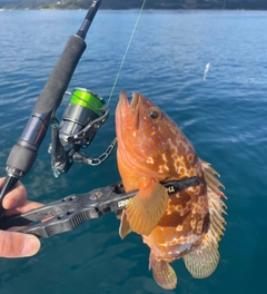 キジハタの釣果